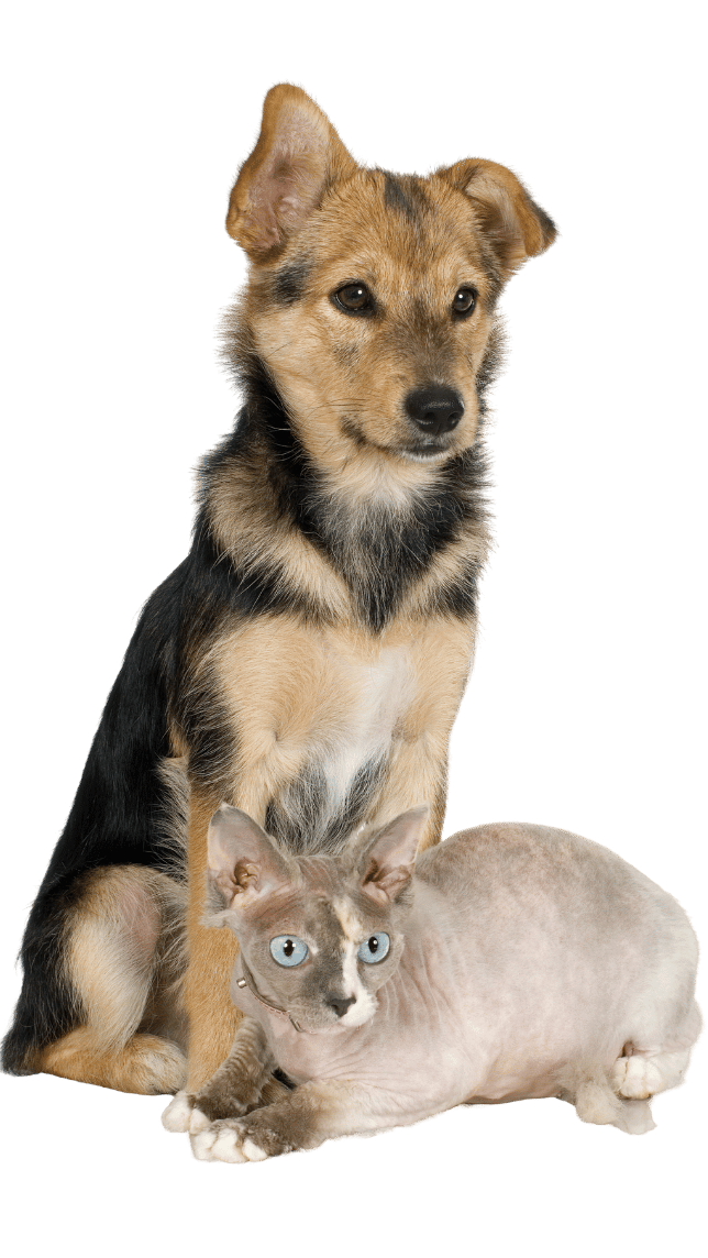 Dog With Cat