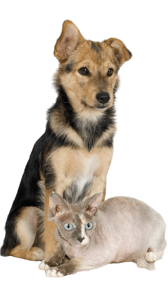 dogs and cats forever volunteer