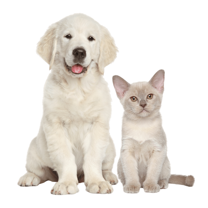 Pet Adoption | Animal Shelter | Worcester Animal Rescue League