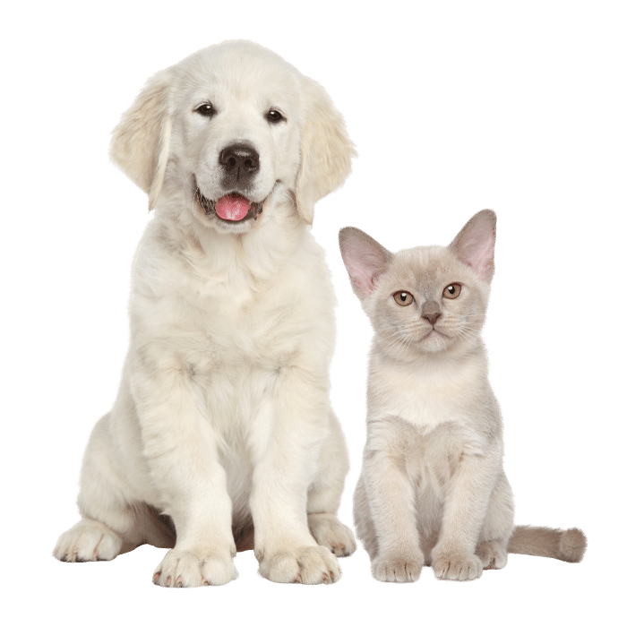 Cats and dogs available for adoption by nonprofit pet rescue groups