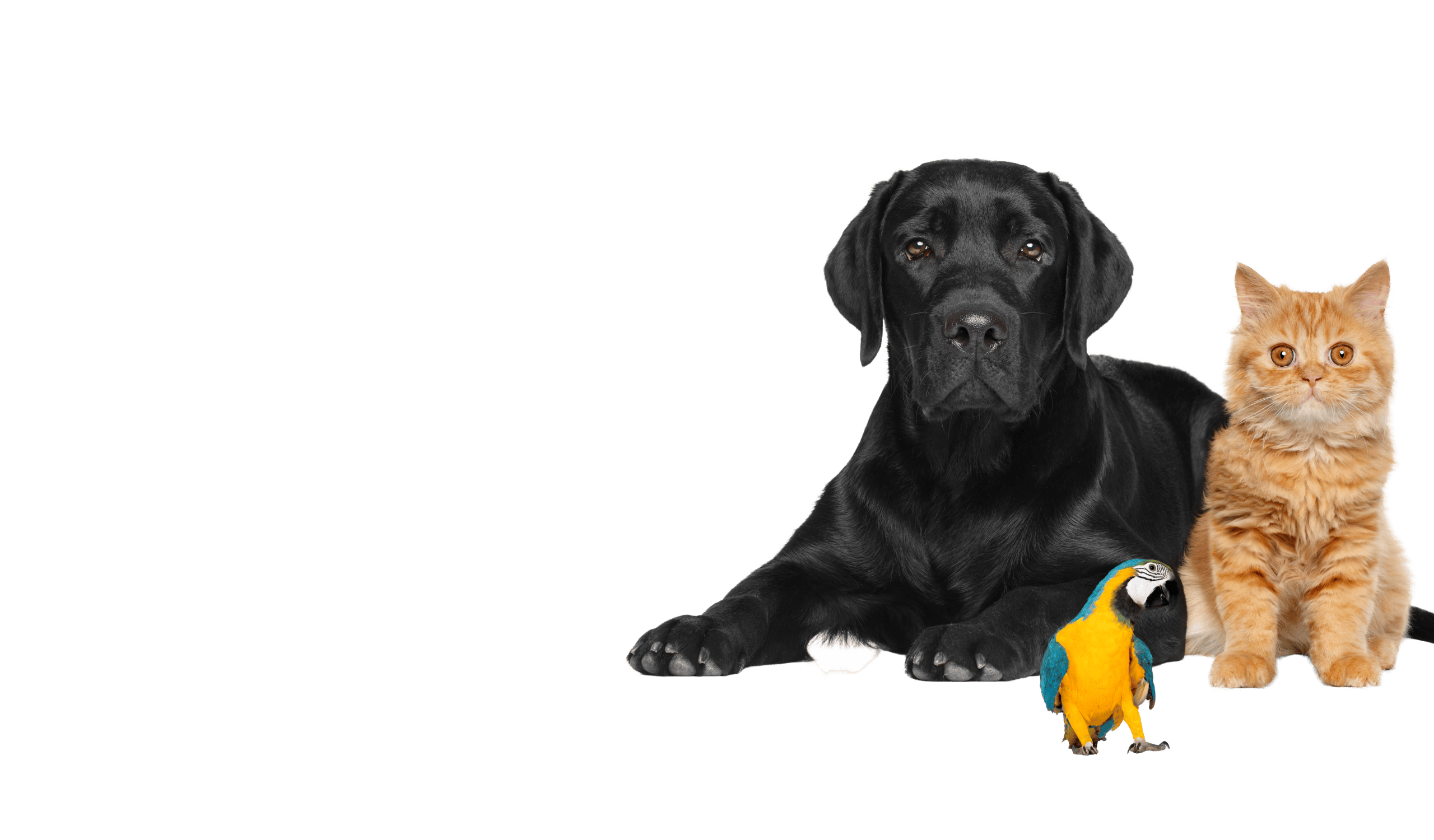 Pet Adoption | Animal Shelter | Worcester Animal Rescue League