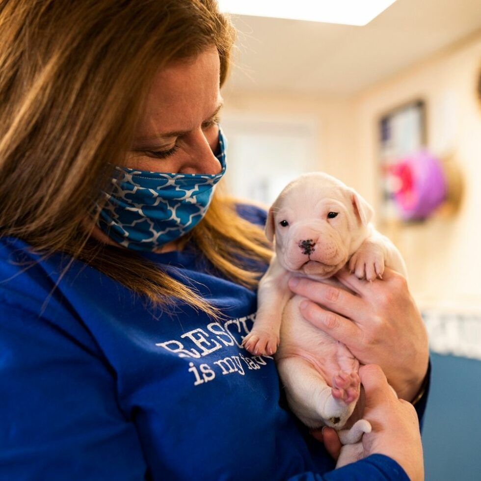 Adopt Worcester Animal Rescue League Dogs for Adoption