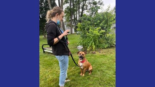 Rocky dog for adoption