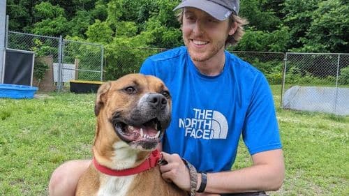 Rocky dog for adoption