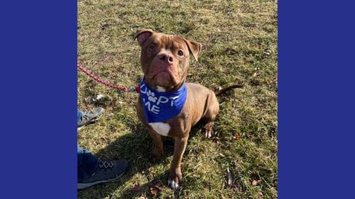 Lenox Breed dog for adoption