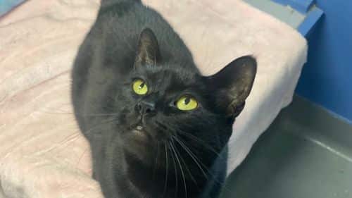 Marci for adoption