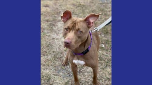 Hershey dog for adoption