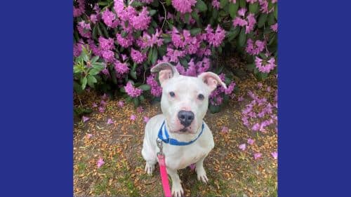 Medusa Terrier mix Breed dog for adoption