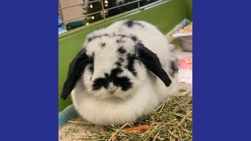 Nabisco rabbit for adoption