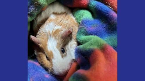 Grumpy guinea pig for adoption
