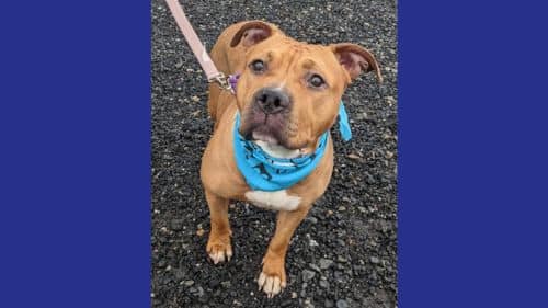 Gypsy dog for adoption
