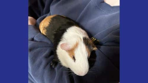 Prince Guinea Pig for adoption