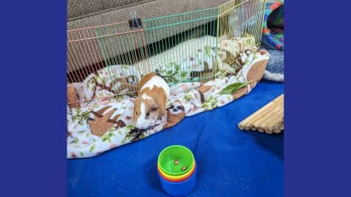Prince and Grumpy Guinea Pig for adoption