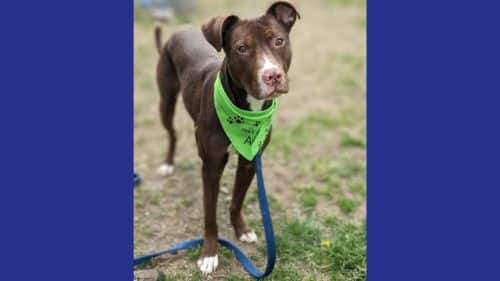 Dennis Terrier, Mix Breed dog for adoption