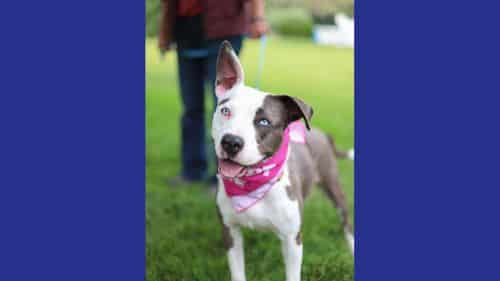 Maisy Terrier mix Breed dog for adoption