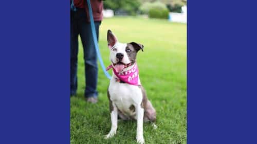 Maisy Terrier mix Breed dog for adoption