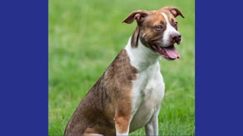 Tinka for adoption
