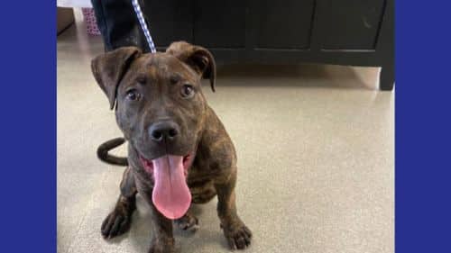 Benson Terrier mix Breed dog for adoption
