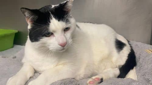 Big Boi cat for adoption