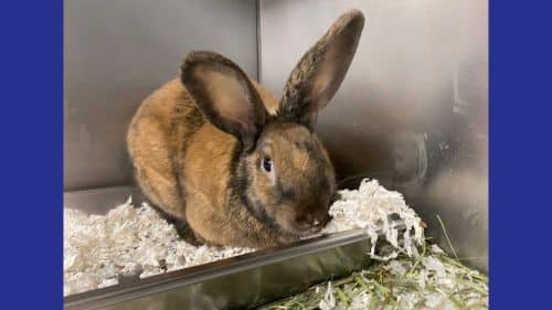Cooper rabbit for adoption