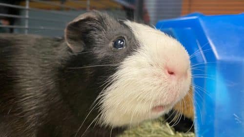 Milo + Ricky guinea pig for adoption