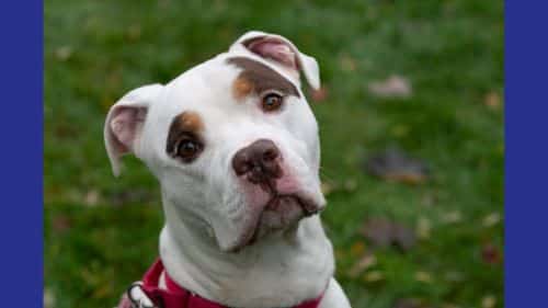 Petey Terrier Breed dog for adoption