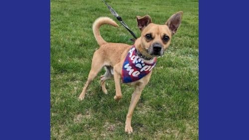Prince Breed Chihuahua dog for adoption