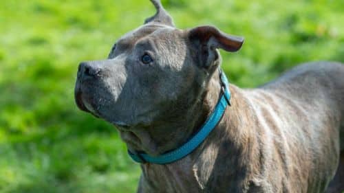 Rainbow for adoption