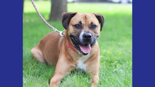 Rocky for adoption