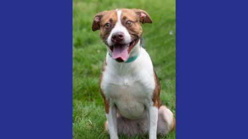 Tinka for adoption