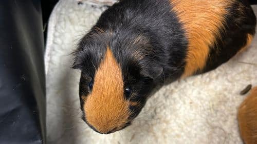 Itsy And Pancake Guinea Pig For Adoption