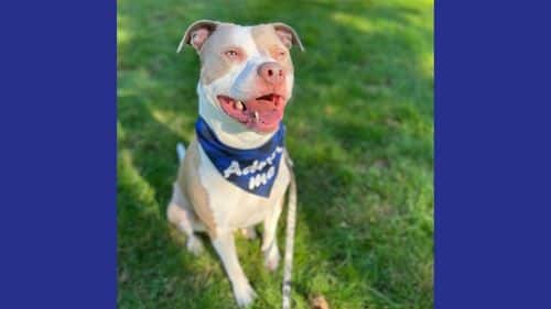 Dominic Pitbull Breed dog for adoption