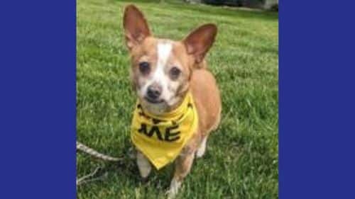 Nessie Chihuahua Breed dog for adoption