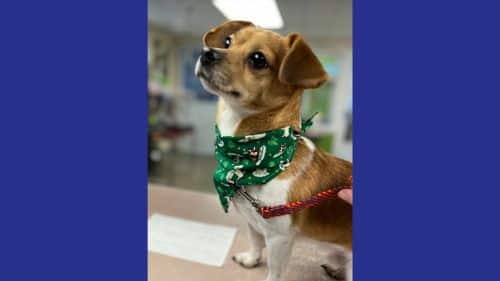 Mr Tilly Chihuahua Breed dog for adoption