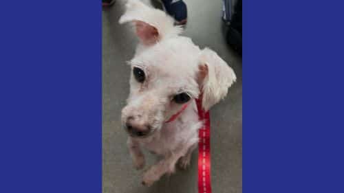 Snowflake Maltese Dogs for Adoption in Worcester