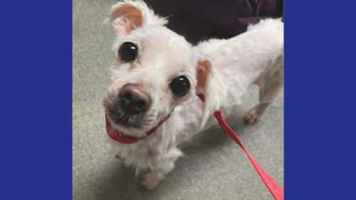 Snowflake Maltese Dogs for Adoption in Worcester
