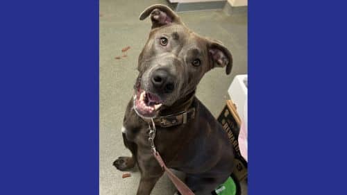 Zeus Dogs for Adoption in Worcester