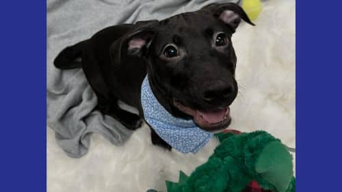 Apollo - A Pet Dog ready for adoption