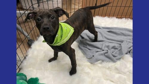Romeo - A Pet Dog ready for adoption