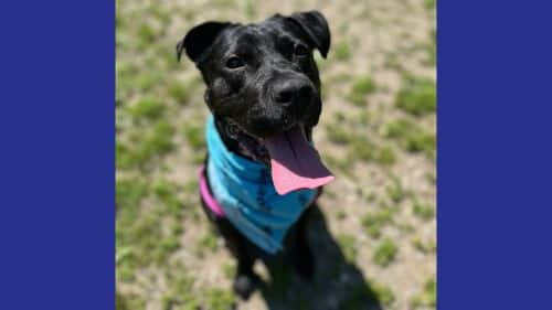 Lola - A Dog ready for adoption