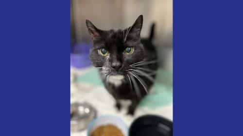 Abe - A Cat ready for adoption