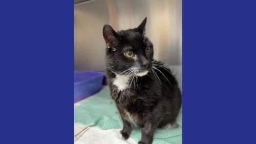 Abe - A Cat ready for adoption