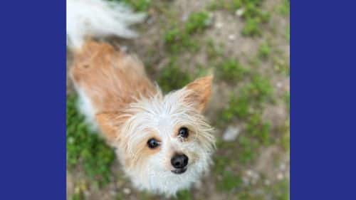 Hilda - A Dog ready for adoption