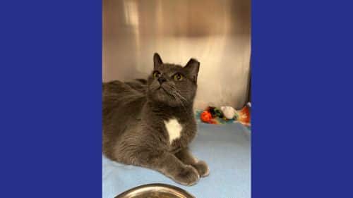 Smokey - A Cat ready for adoption